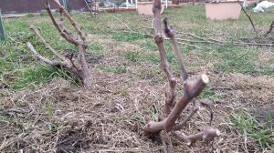 Виноград. Обрезка и подвязка винограда в феврале на юге. 27.02.2026г.