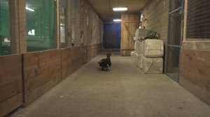 Ковчег в Назарьево