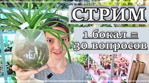Белка Сид, Ассистенты и Компот в Прямом Эфире! Запись Второго Стрима.