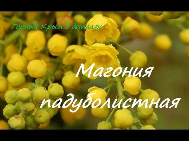 Магония падуболистная
