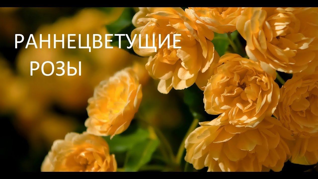 Раннецветущие розы