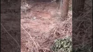 Вот такая ситуация, теперь ходи за ней