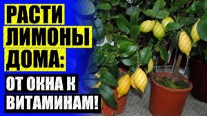 🚫 Продажа в спб комнатных цитрусовых 👌 Лимонное дерево купить в москве с плодами ⚫