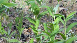 ВЕСНА в Забайкальском крае. (Из цикла ВРЕМЕНА ГОДА)