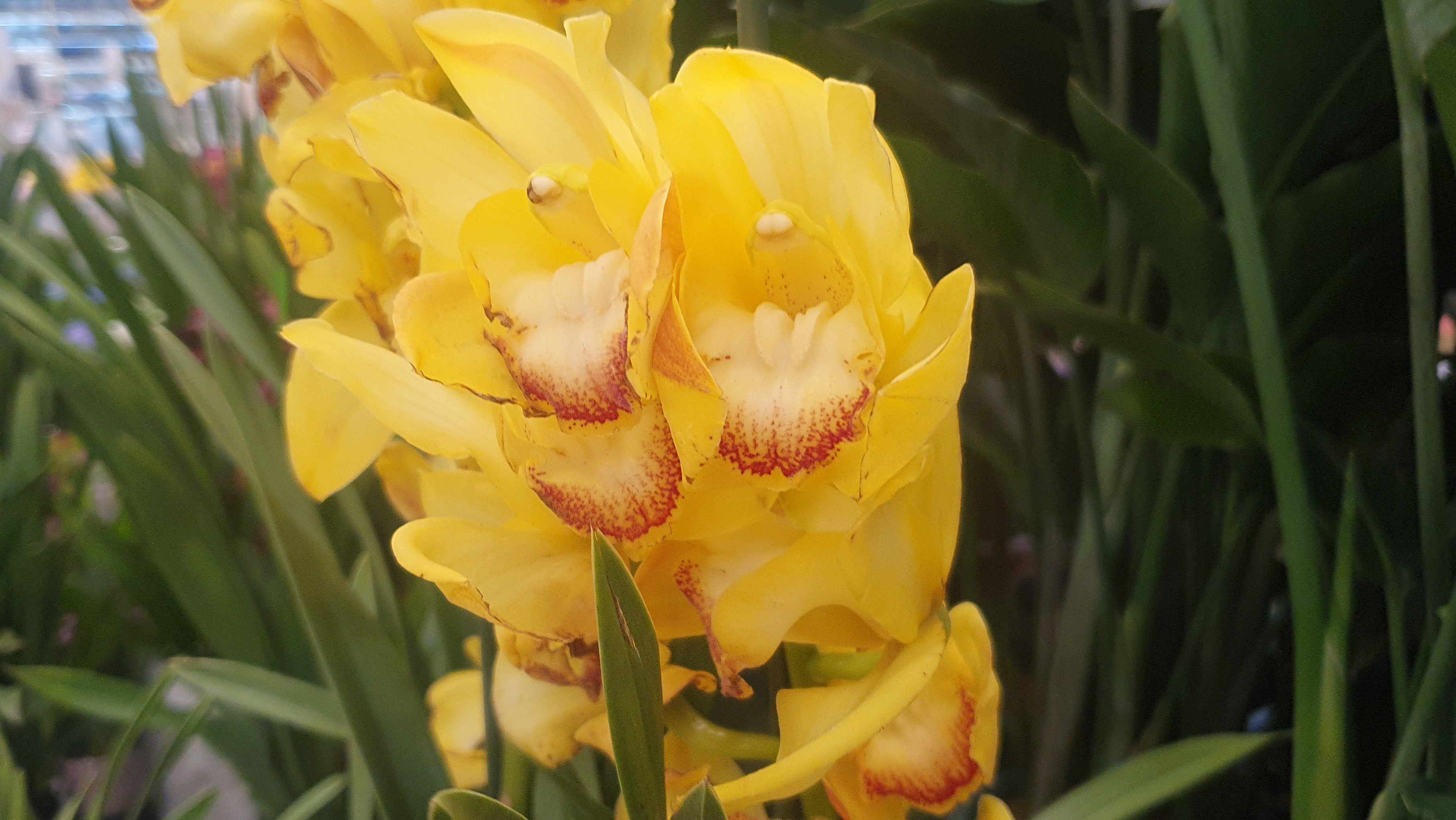 27.02.2026г. Предпраздничная поставка орхидей в Лемана Про. смотреть онлайн