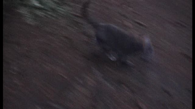 Васька в лесу. Муравейник.