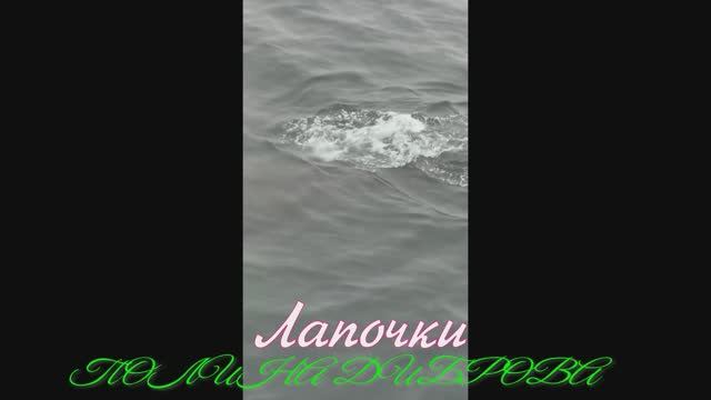 ПОЛИНА ДИБРОВА антарктической земле! Фантастика! Лапочки!!!!!!