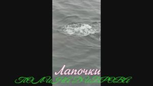 ПОЛИНА ДИБРОВА антарктической земле! Фантастика! Лапочки!!!!!!