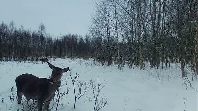 Самка оленя кормится