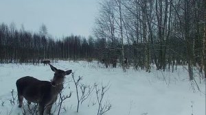 Самка оленя кормится