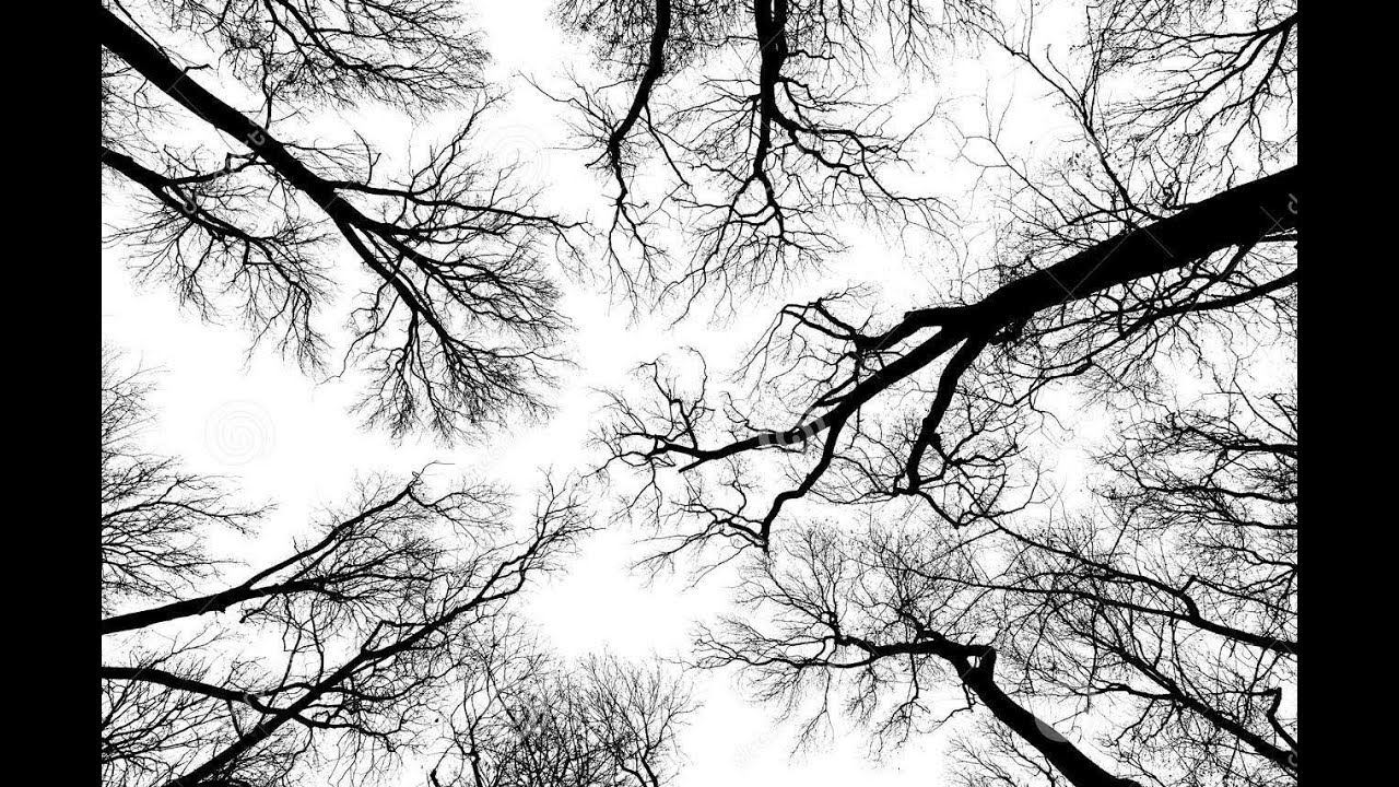 Этюд. Силуэты деревьев над головой