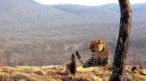 Хозяин тайги заявил о себе: видеокамера записала рык краснокнижного хищника