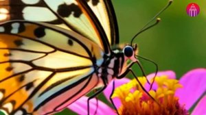 Полет бабочки