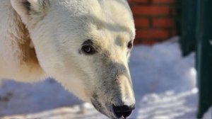 День белого медведя отмечают в России