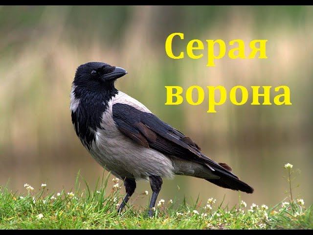 Ворона серая