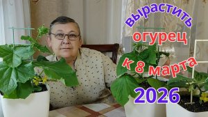 Выращиваю огурцы на подоконнике к 8 Марта. часть 4