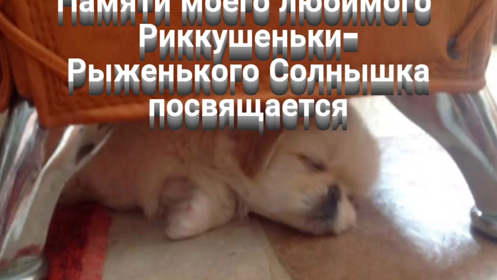 Памяти моего любимого РИККУШЕНЬКИ