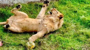 Ангелина наконец-то увидела настоящую Скалу Предков и льва Симбу и даже побегала с ним на перегонки