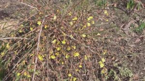 Первый мой цветущий кустарник в этом году.