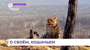 «Поющий» леопард попал в объектив камеры в нацпарке «Земля леопарда»