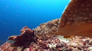 Если вы думаете, что акула это, далее см в описании видео 👀🧐🤔🕵️