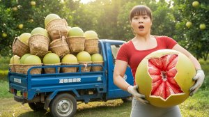 Собираю более 1000 помело с красной мякотью. Везу на трицикле продавать на рынок. Фуонг