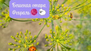 Бешеная отара. Отчет за февраль. Одна овечка🧶🐑