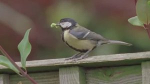Звук природы. Пение Синицы большой в лесу