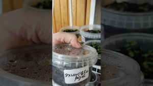 Моя рассада 2026. Что выращиваю в этом году.