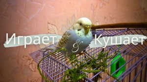 Укроп для попугая как погрызушки. Попугай кушает или играет с укропом?