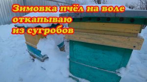 ПРИШЛА ПОРА ВЫКАПЫВАТЬ ПЧЕЛОСЕМЬИ ИЗ СУГРОБОВ.