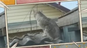 Тише мыши, кот на крыше...