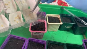 Перец сладкий на рассаду.