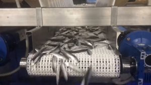 Машина для сортировки рыбы