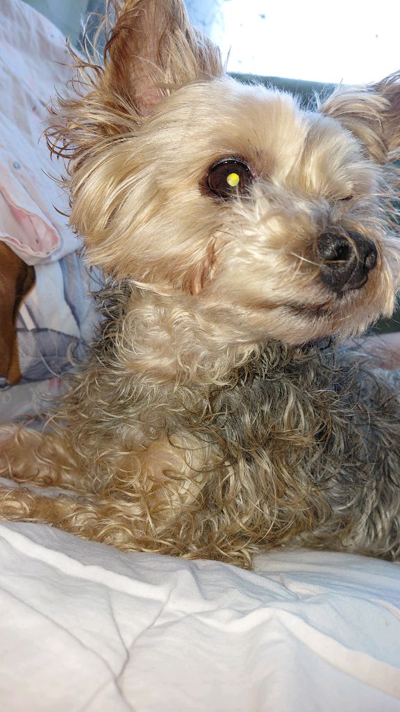 моя собака смотреть онлайн