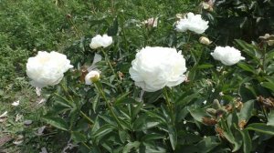 пион James Lewis