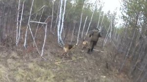 Супер охота на зайца, наводим суету в лесу с гончими. Сезон 2025-2026 №236