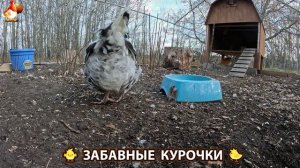 Цыплята и Курочки селяночки лучшие беспородные несушки 🥚 (447)