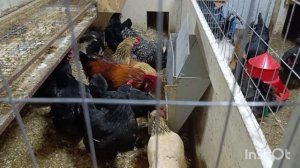 27-02-2026. Привезла нового петуха 🐓.