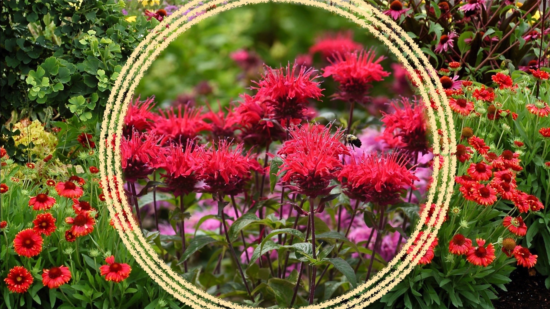 Красный цвет в саду. Добавление ярких красок саду или монохромные композиции. смотреть онлайн