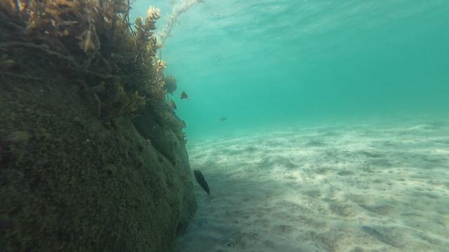 Остров Ко Ронг (Koh Rong), Снорклинг пляж Lonely Beach - рыбки под камнем. Декабрь 2025. Камбоджа. смотреть онлайн