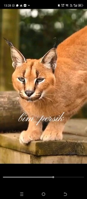 Буся Злюковна