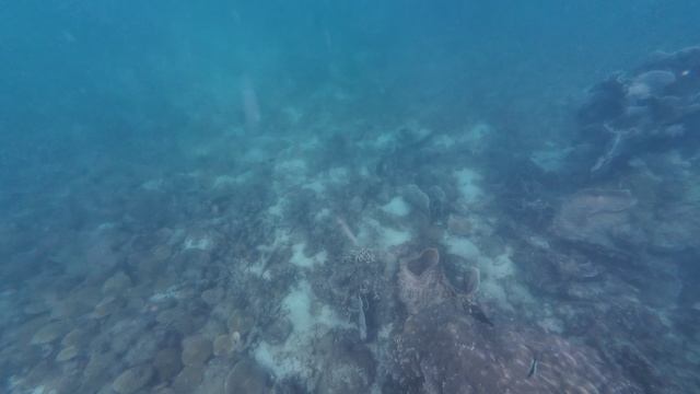 Остров Ко Ронг(Koh Rong), Снорклинг - кораллы, полосатые рыбки. Декабрь 2025. Камбоджа. смотреть онлайн