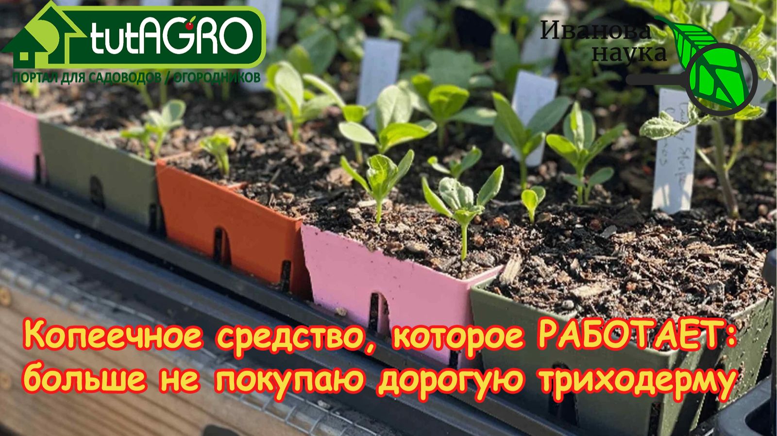 ОСТАНОВИТЕСЬ! 90% триходермы в магазинах — просто ГОВНОЕДКА! Показываю ту, что работает. смотреть онлайн