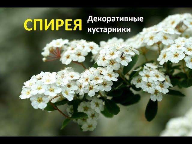 Спирея - декоративный кустарник