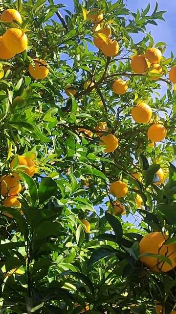 ВЕСЕННЕЕ НАСТРОЕНИЕ💐|| АБХАЗИЯ. ФЕВРАЛЬ 2026 смотреть онлайн