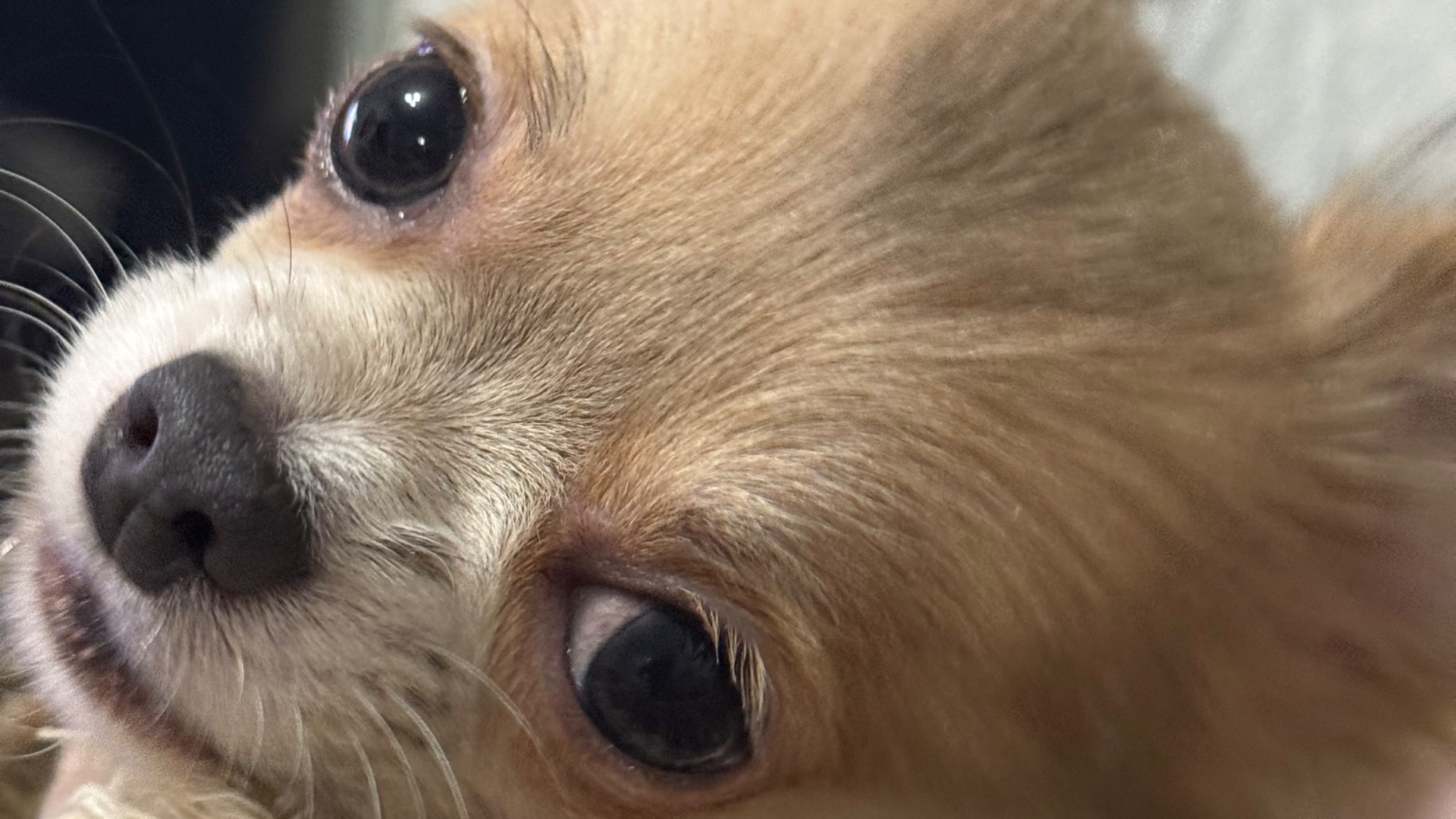 ЛУЧШЕЕ С МАЛЫШКОЙ БЕЛЛА,СМЕШНОЕ ВИДЕО,ВИДЕО ПРО ЧИХУАХУА,СОБАЧКИ,НАСТРОЕНИЕ,РАЗВЛЕЧЕНИЕ🤗😄🐕😘👇🦴 смотреть онлайн