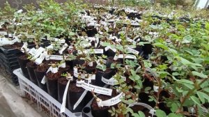 Готов принимать заказы на молодые саженцы розы.