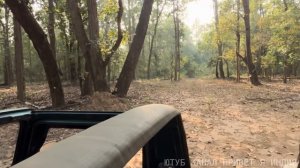 Привет Я Индия/ТАК ОТДЫХАТЬ НЕЛЬЗЯ🤔 ГОДОВЩИНА СВАДЬБЫ В ДЖУНГЛЯХ СРЕДИ ТИГРОВ.