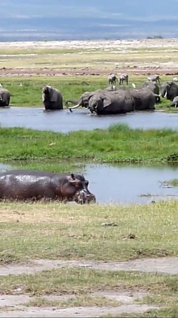 Бегемот - дежурный по пляжу